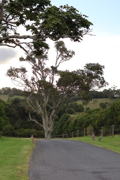 SF-BRISBANE (35)