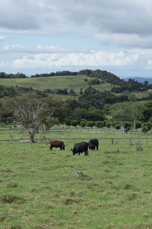 SF-BRISBANE (37)